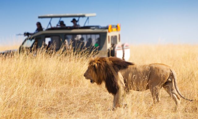 helping hands african safaris 640x386